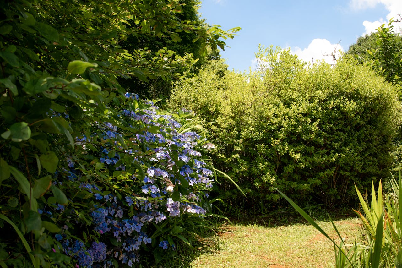 Espaces verts à Salies-de-Béarn — David Service